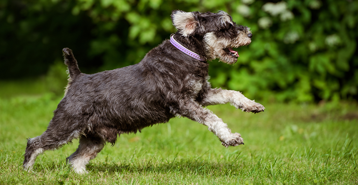 A Black Dog Running in the Grass | Diamond Pet Foods