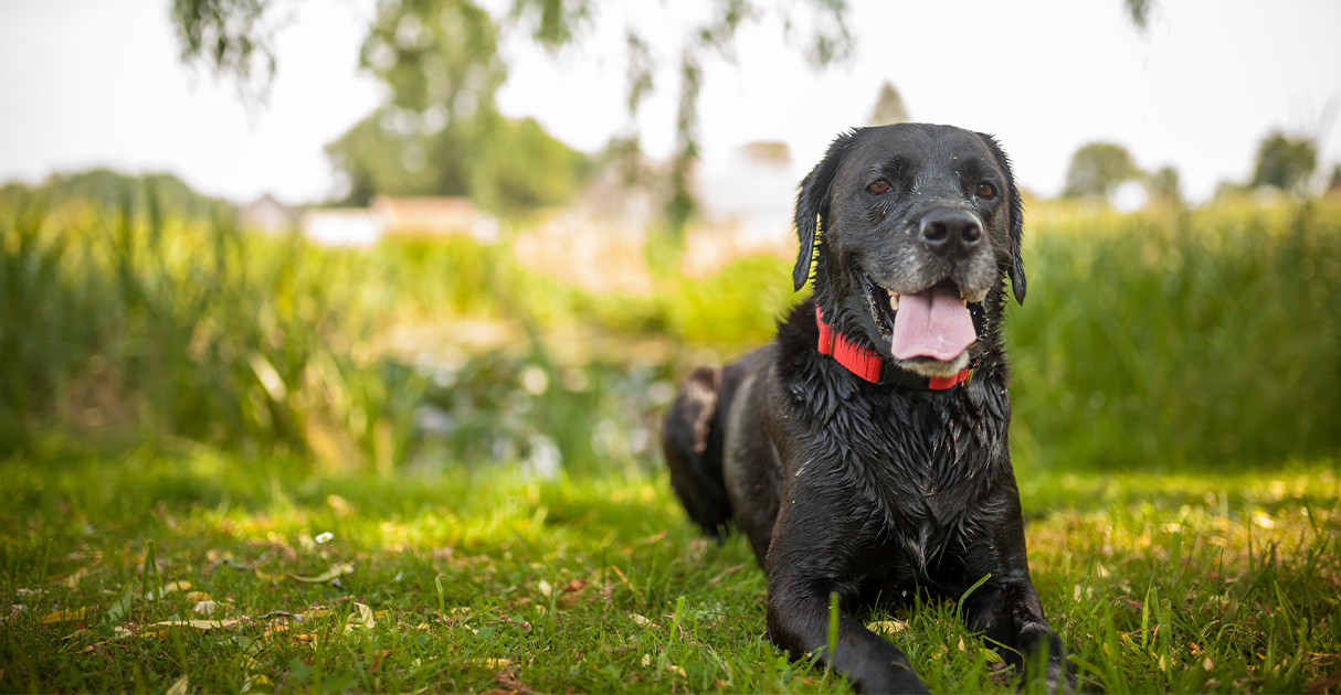 A Black Dog Sitting in the Grass | Diamond Pet Foods