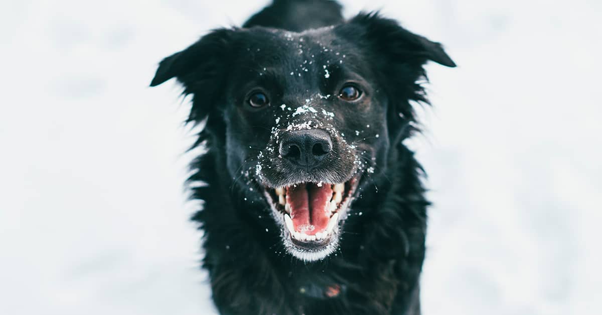 A black dog standing outside in the snow with snowflakes on its face.
