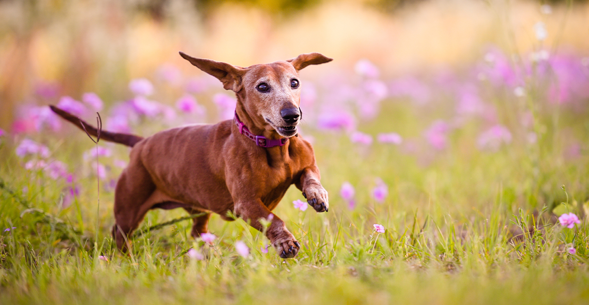 A Brown Dog Running in the Grass | Diamond Pet Foods