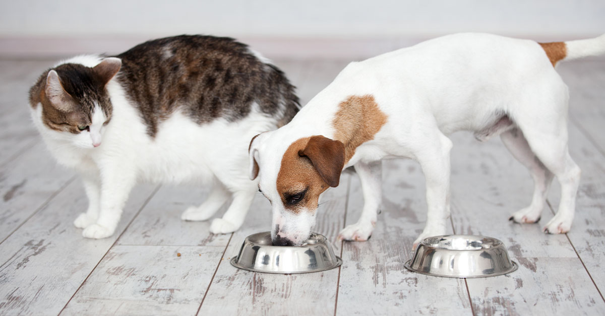 A Cat and Dog Eating from Dog's Bowl | Diamond Pet Foods