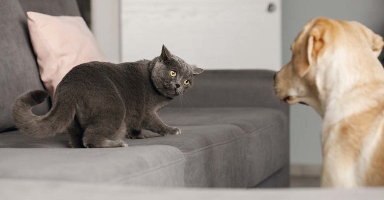 A cat standing on a couch looking back at a dog.