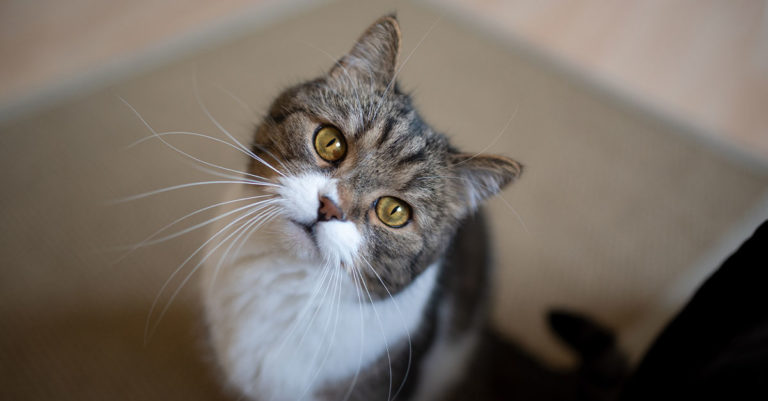 A Cat Looking Up at the Camera | Diamond Pet Foods