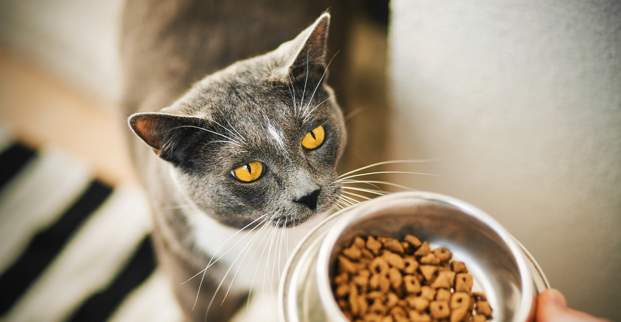 A Cat Smelling a Food Bowl | Diamond Pet Foods