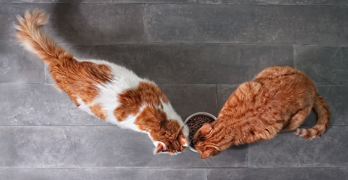 Two Cats Eating from a Bowl | Diamond Pet Foods
