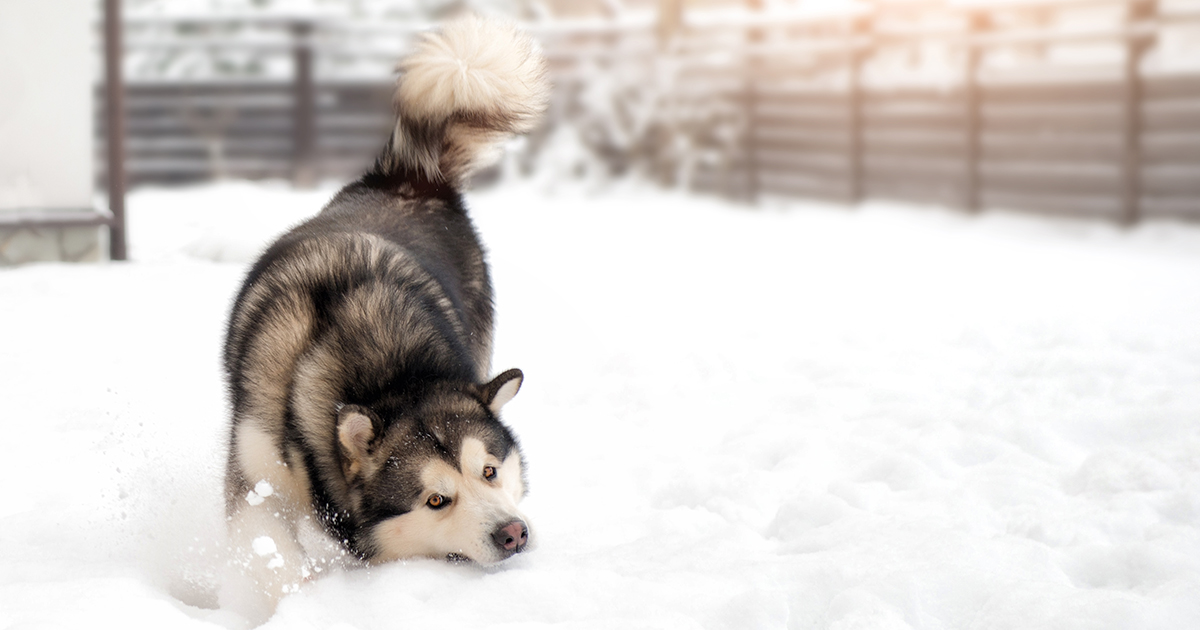 Dog Eating Snow | Diamond Pet Foods