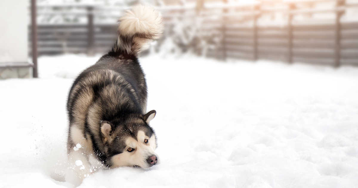 can dogs eat snow