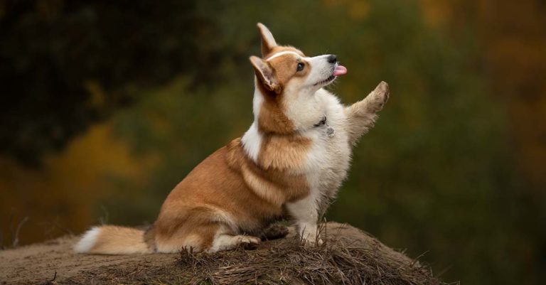 A corgi standing on a hill raising its left paw in the air.
