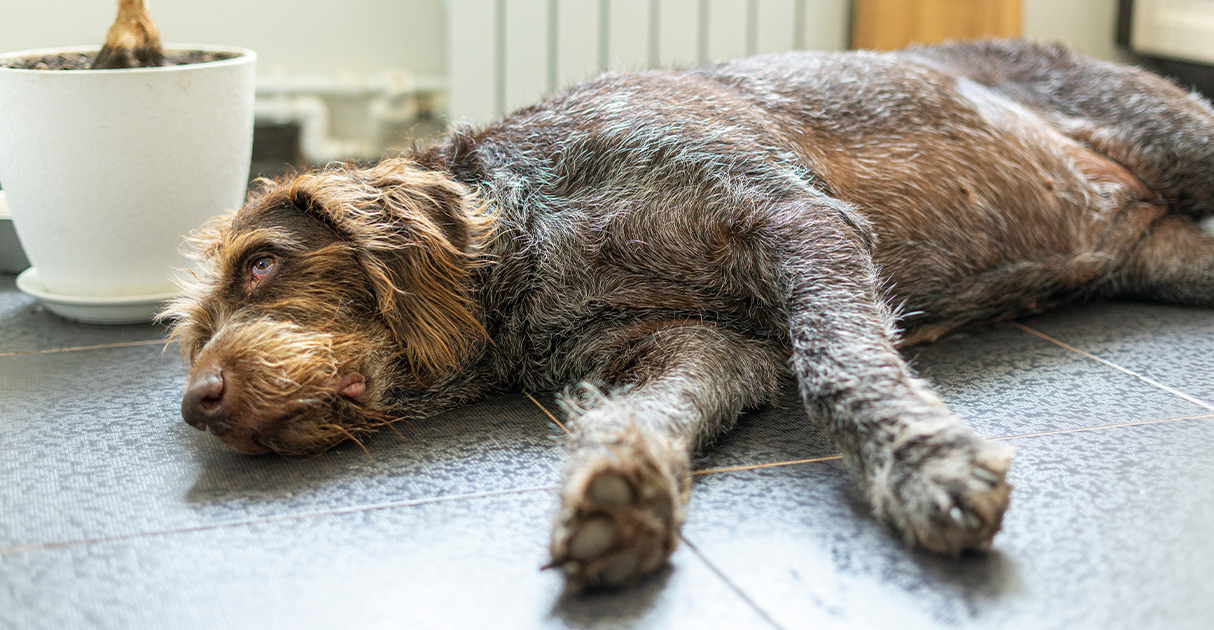 A Dog Lying on the Floor | Diamond Pet Foods