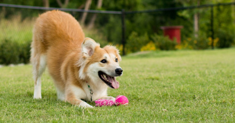 A tan and white dog playing with a ball in the backyard.