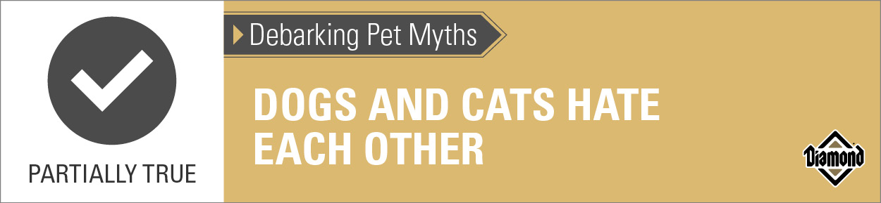 An interior graphic with text that reads, 'Debarking Pet Myths: Dogs and cats hate each other — Partially True'.