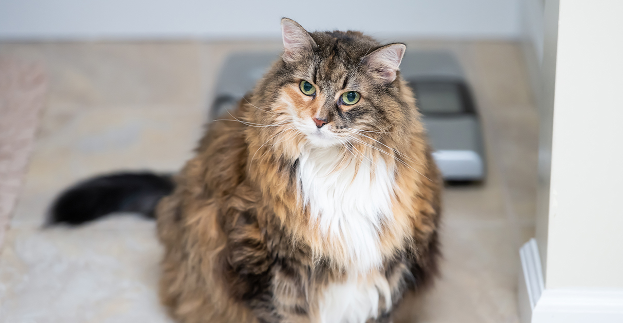 A Fat Cat | Diamond Pet Foods