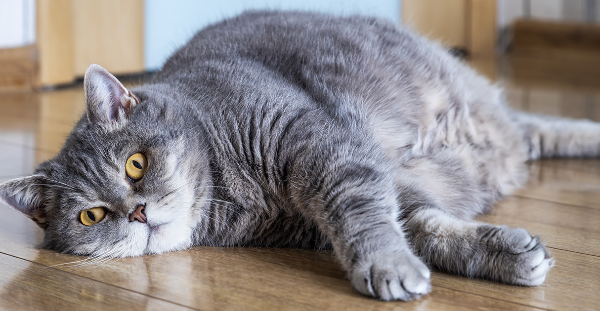 A Fat Cat Lying on the Floor | Diamond Pet Foods