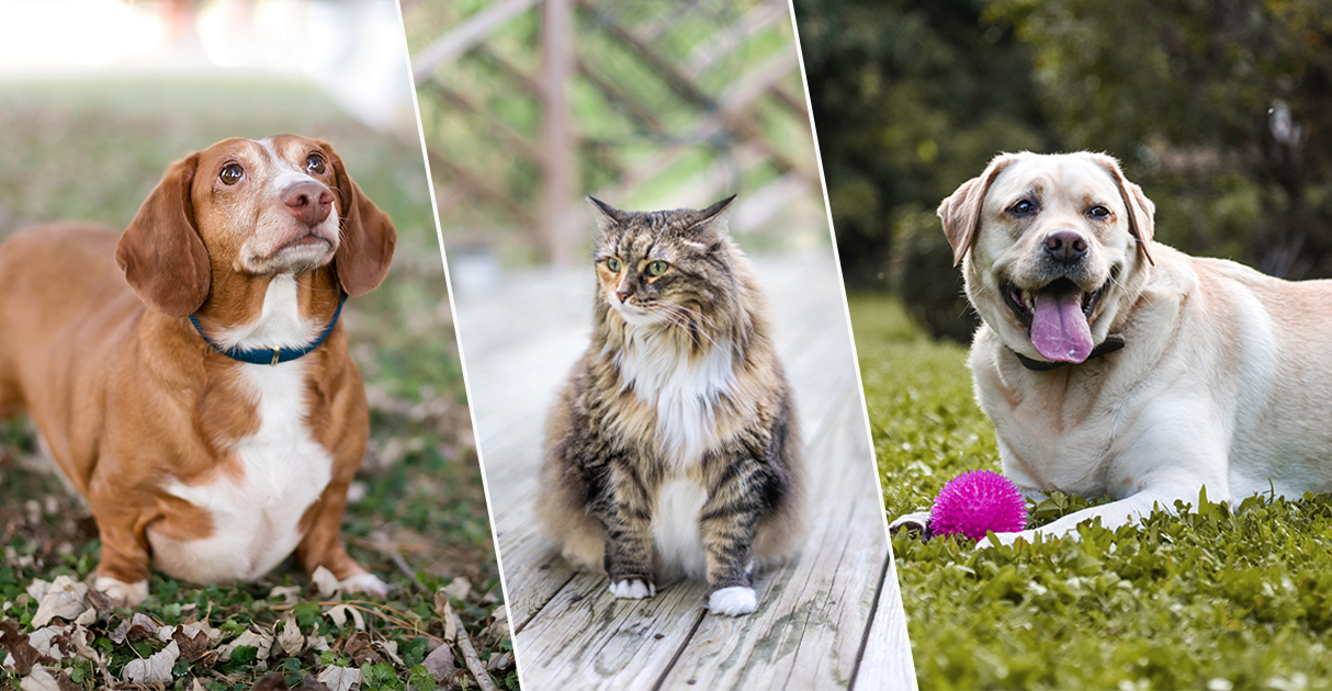 An Overweight Cat and Two Overweight Dogs Sitting | Diamond Pet Foods