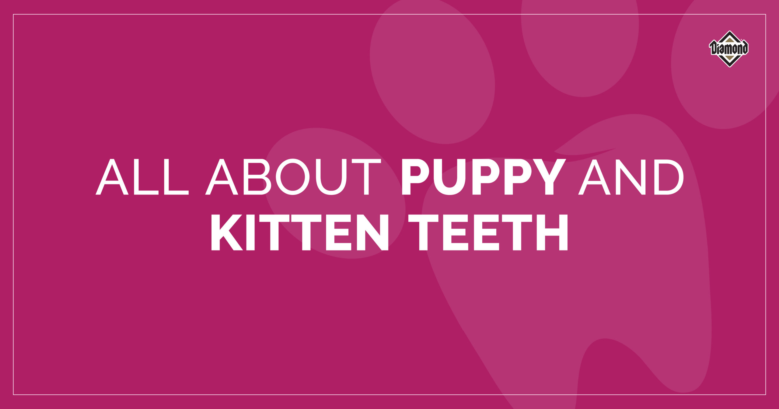 All About Puppy and Kitten Teeth text graphic | Diamond Pet Foods