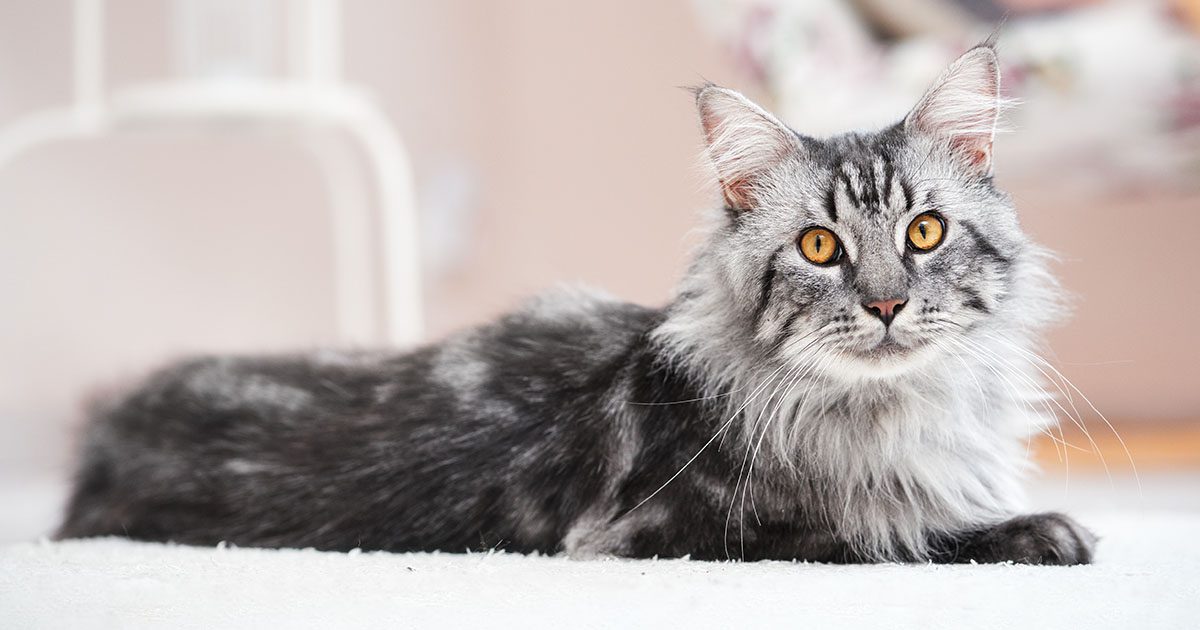 A black and white Maine coon cat lying on the floor.