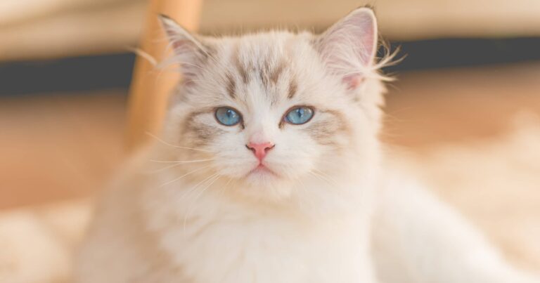 A close-up of a white cat with blue eyes.