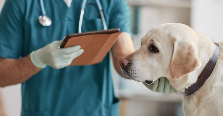 A veterinarian holding a tablet while examining a dog.