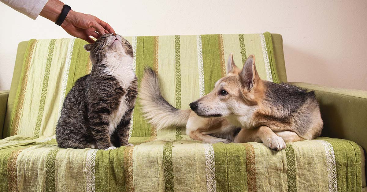 A Dog and a Cat on a Couch | Diamond Pet Foods