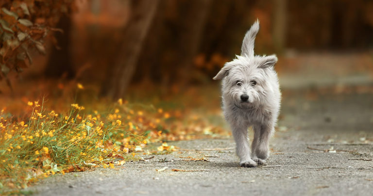 A white dog walking alone through a park.