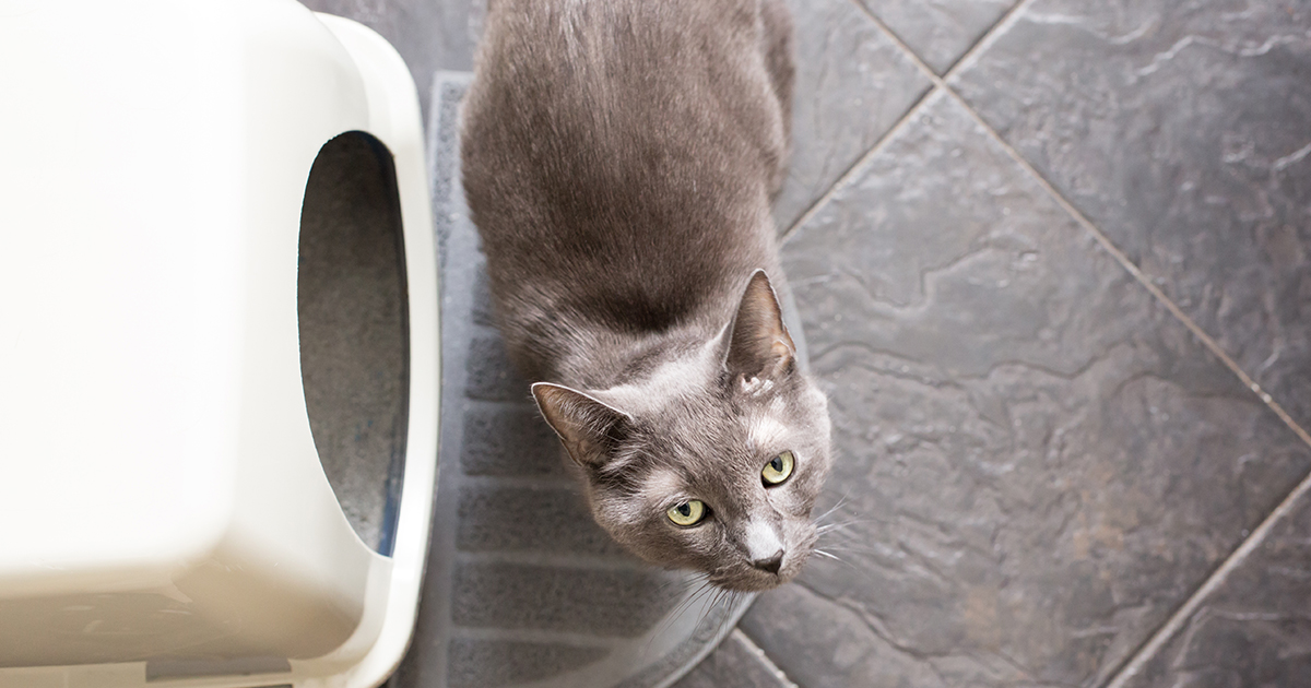 Promote Urinary Health in Your Cat Graphic | Diamond CARE