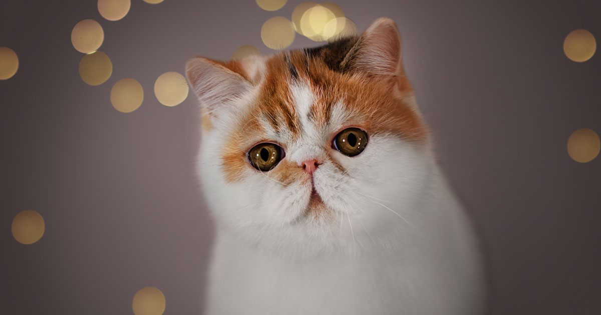 A white and brown exotic shorthair cat.