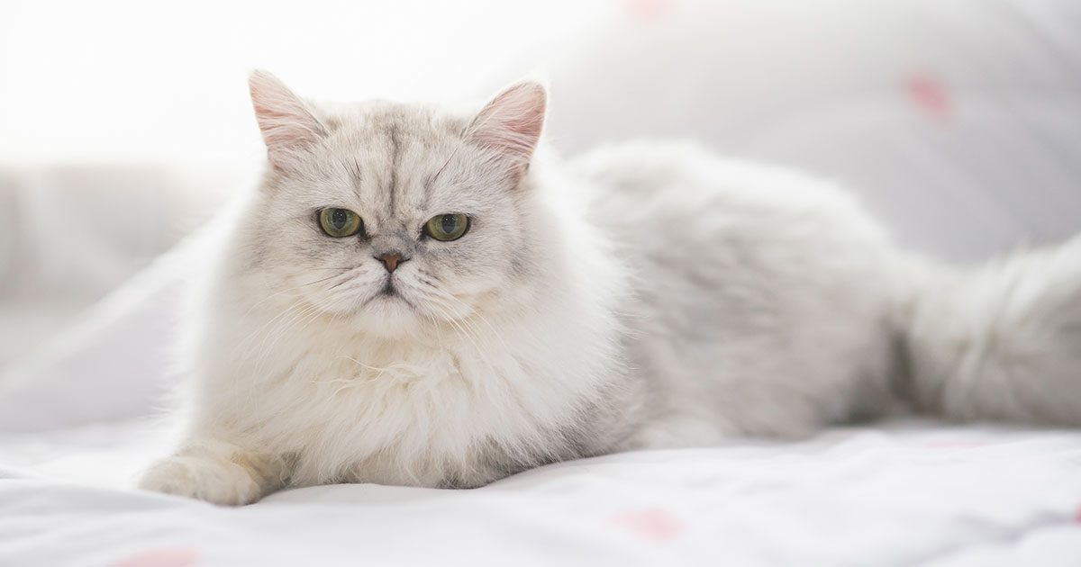A white Persian cat lying in the sun.