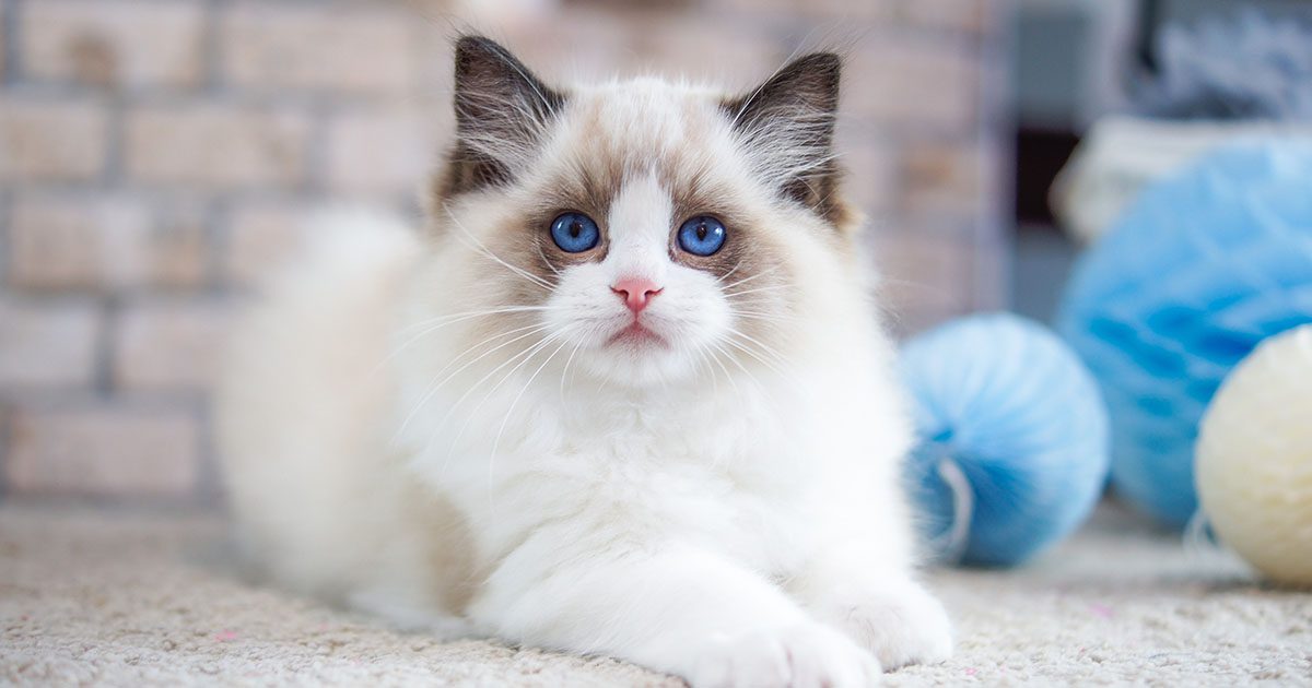 A white ragdoll cat with blue eyes lying on the floor.