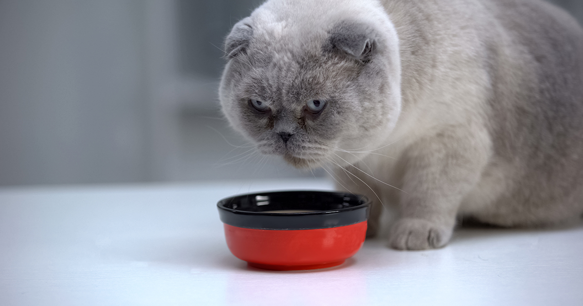 A gray cat eating from a bowl on a counter top.