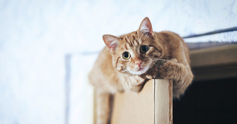 A Cat on Top of an Open Door | Diamond Pet Foods
