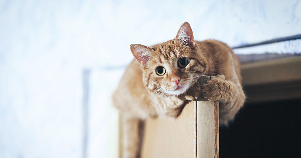 A Cat on Top of an Open Door | Diamond Pet Foods