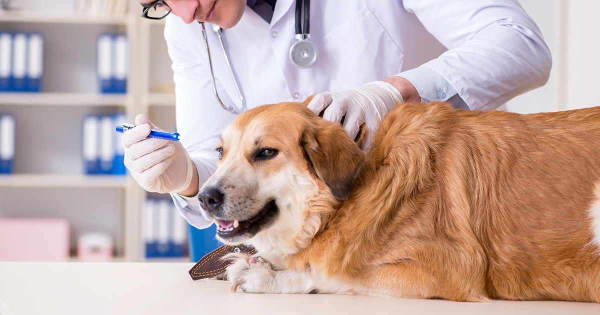 A Dog Being Examined by a Veterinarian | Diamond CARE