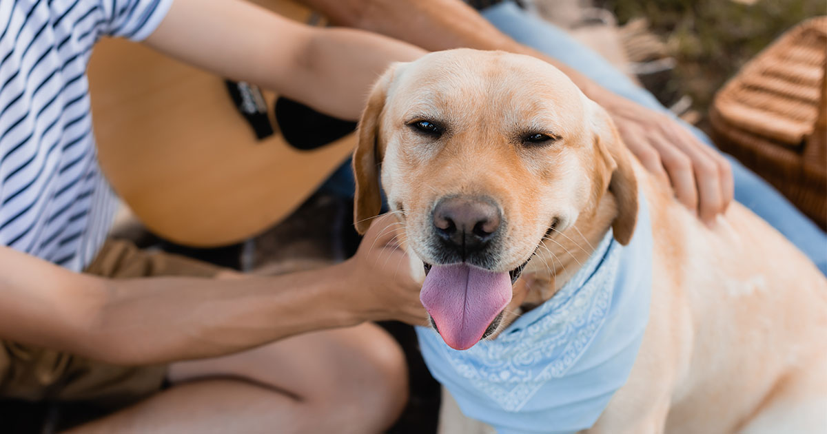 Dog Being Petted Graphic | Diamond Pet Foods