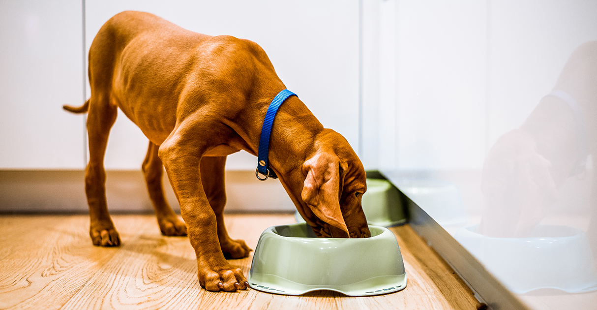 Dog Eating from Green Bowl Graphic | Diamond Pet Foods