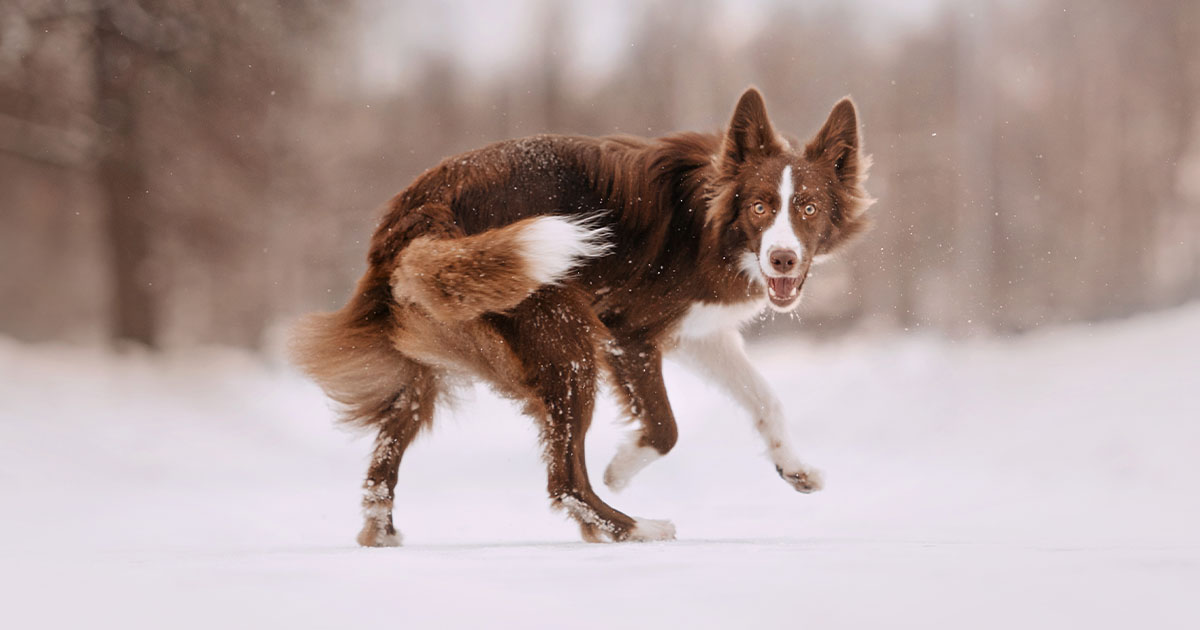 A Dog Spinning Around in the Snow | Diamond Pet Foods