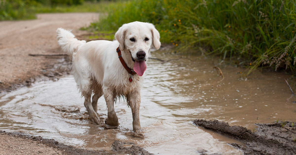A Dog Walking Through the Mud | Diamond Pet Foods