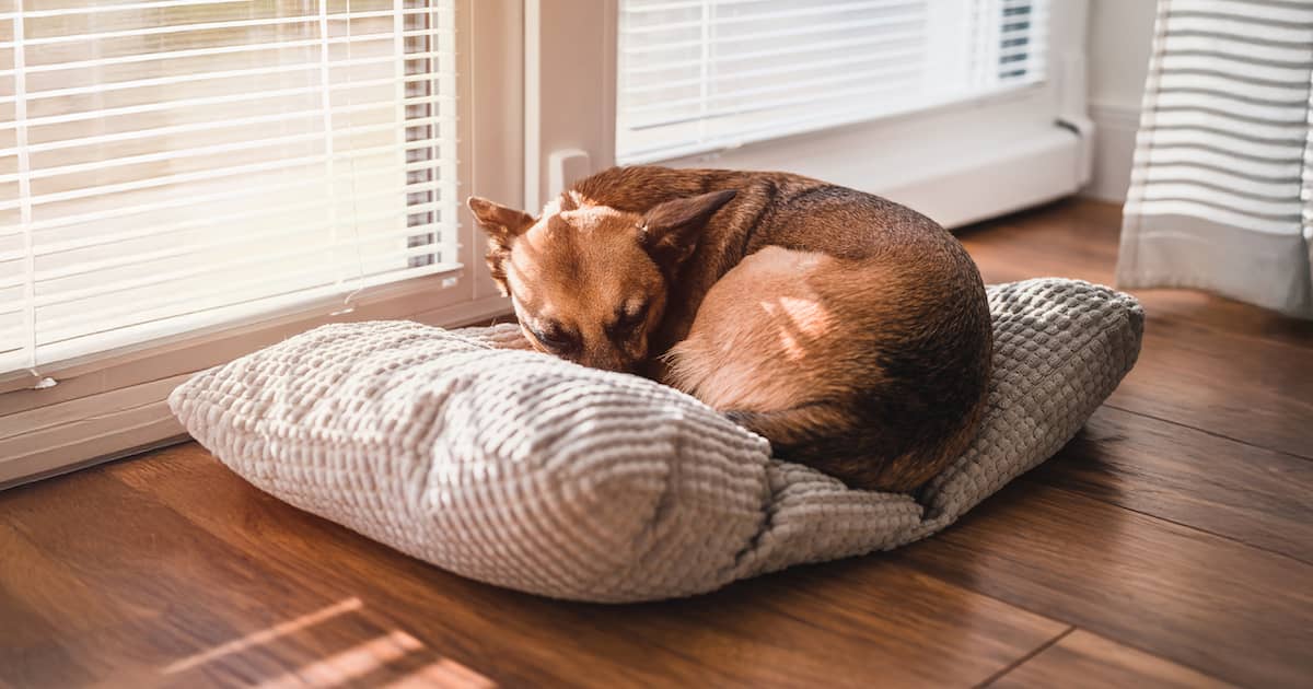A small brown and tan dog lying curled up on a gray pillow on the floor, with sunlight shining in through a nearby window.