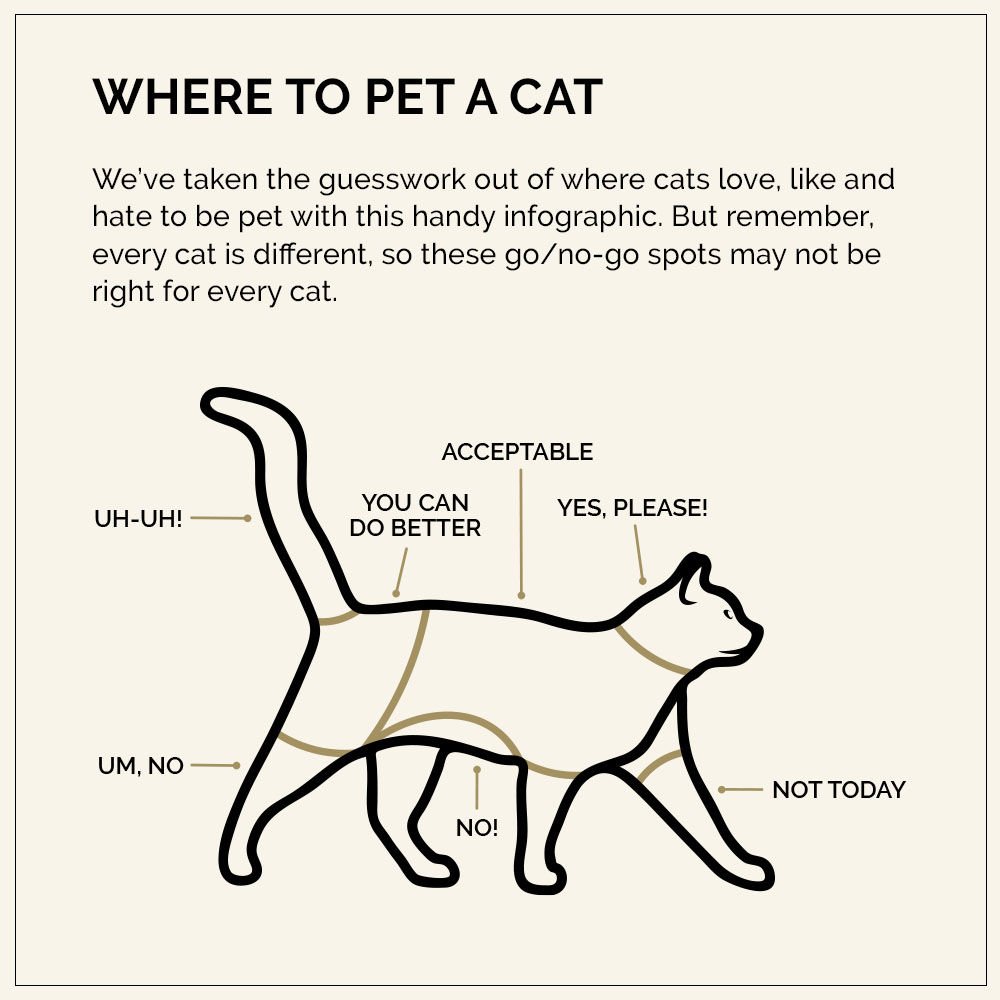 Where to Pet a Cat Infographic | Diamond Pet Foods