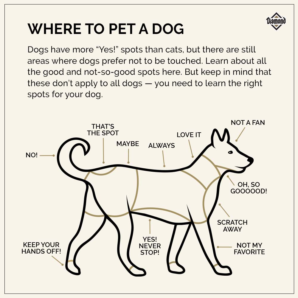 Where to Pet a Dog Infographic | Diamond Pet Foods