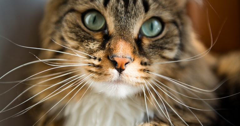 A close-up of a cat with long whiskers.
