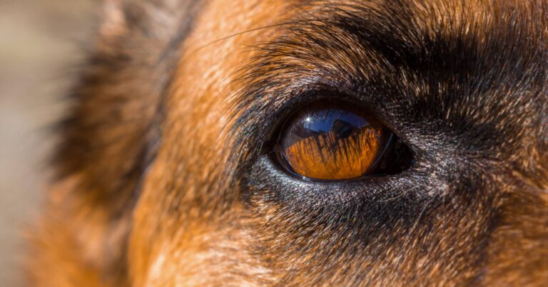 A close-up of a dog’s eye.