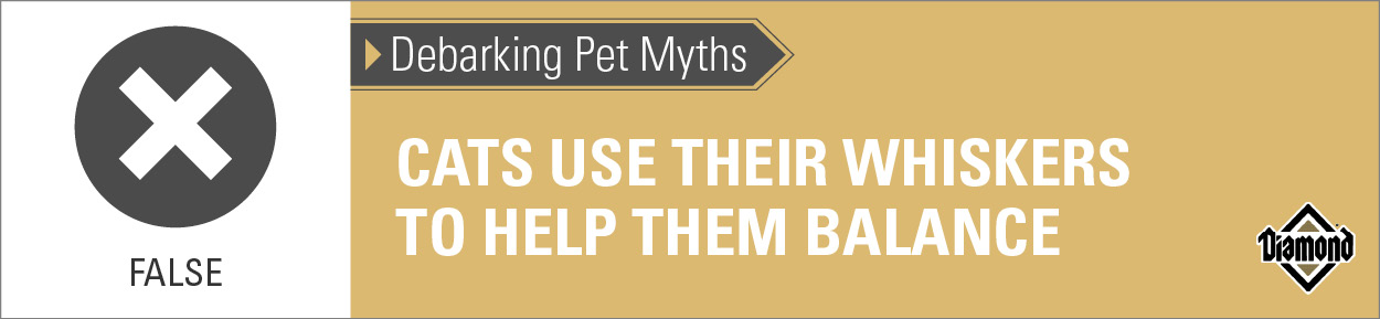 An interior graphic with text that reads, 'Debarking Pet Myths: Cats use their whiskers to help them balance — False'.