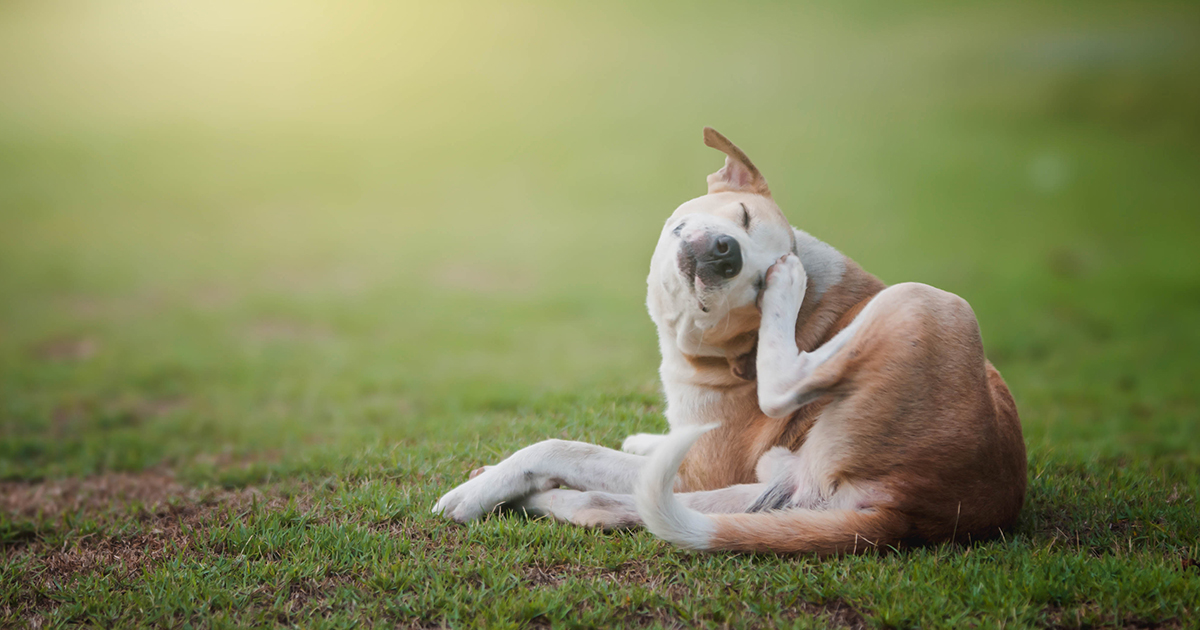 A dog lying in the grass scratching its head.