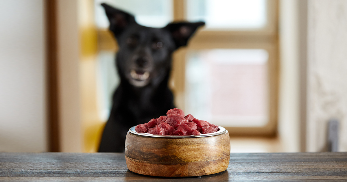Black Dog with Bowl of Raw Meat Graphic | Diamond CARE