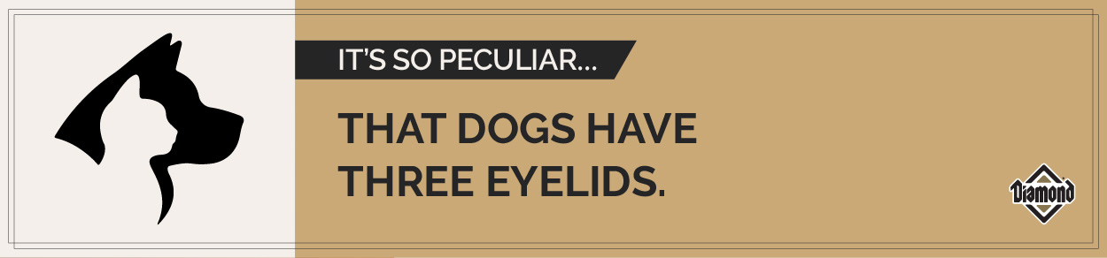 An interior graphic with text that reads, 'It's so peculiar...that dogs have three eyelids.’