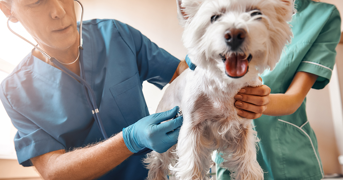 Dog Being Checked Out by Vet Graphic | Diamond CARE