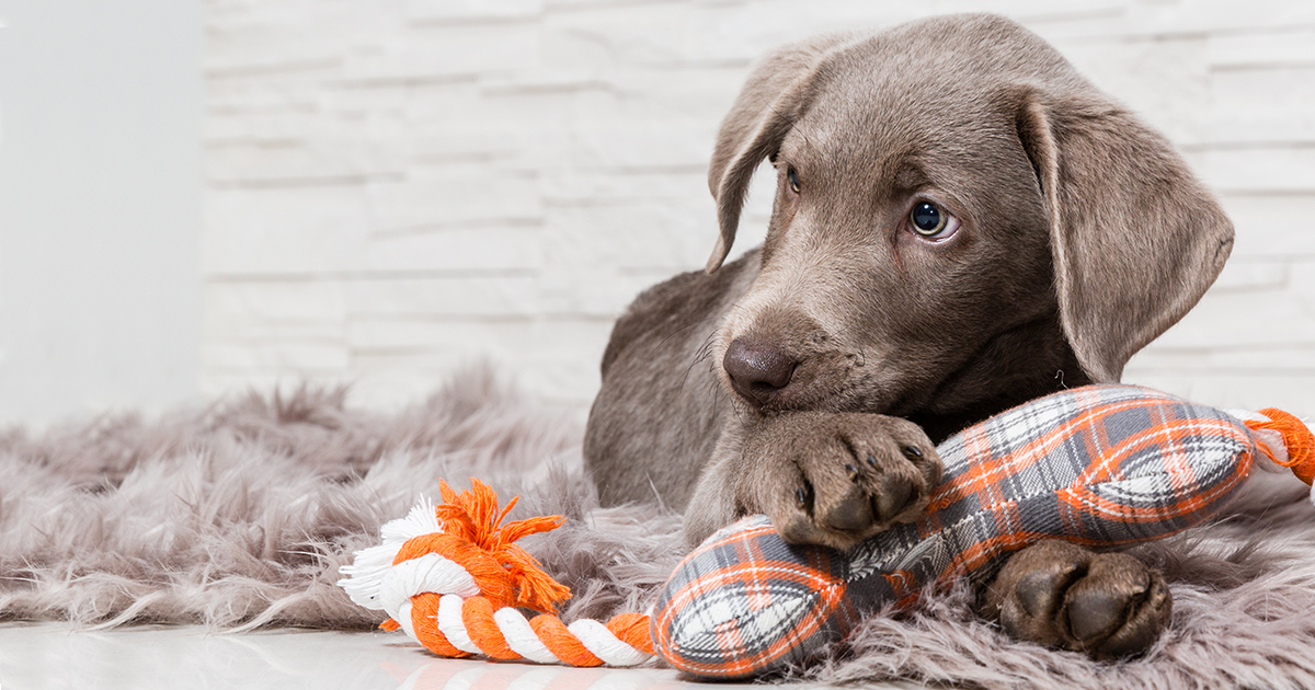 A young puppy lying on a blanket protecting a dog toy between its paws.