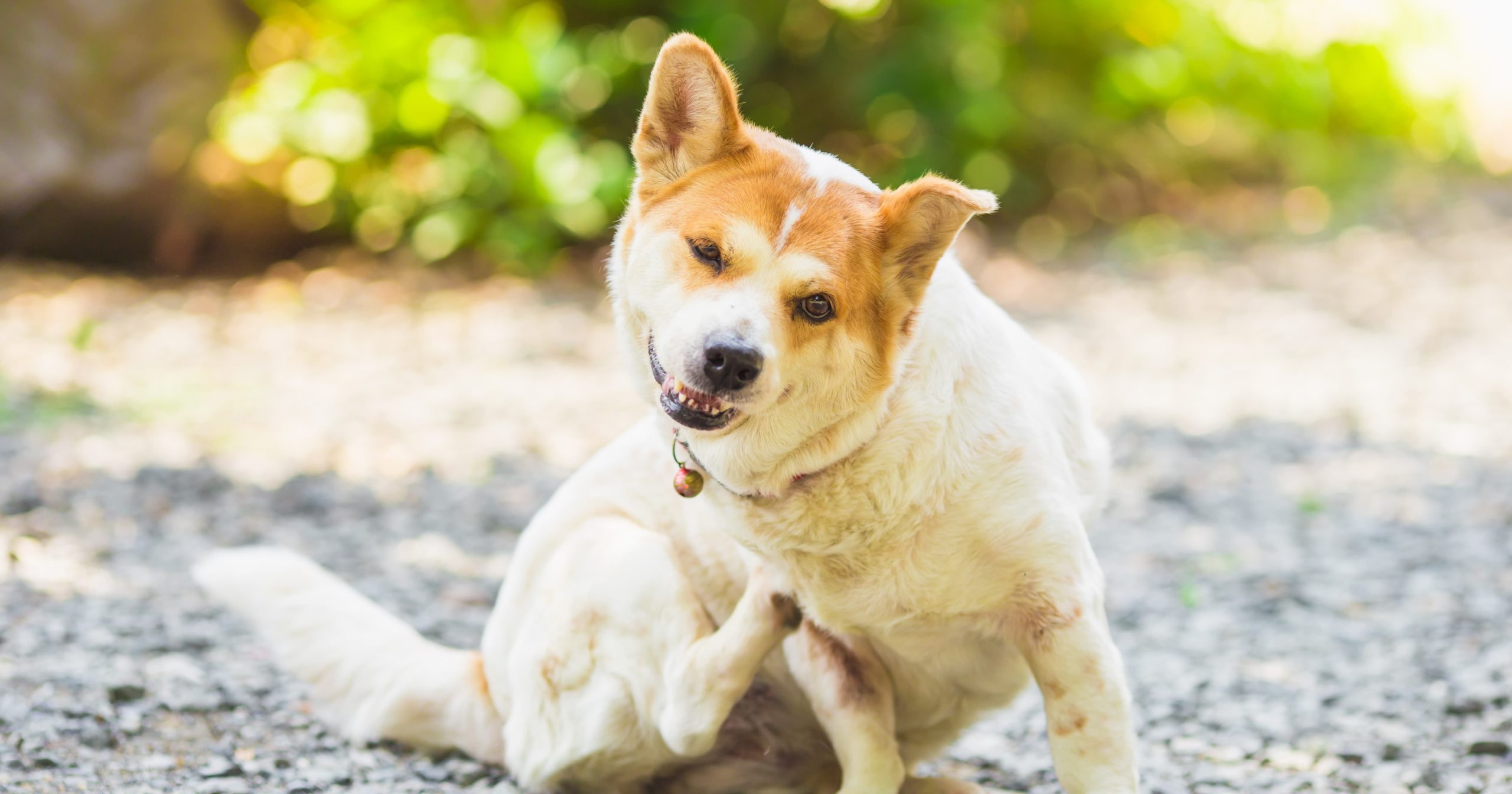 Dog Outside Scratching from Allergies Graphic | Diamond Pet Foods