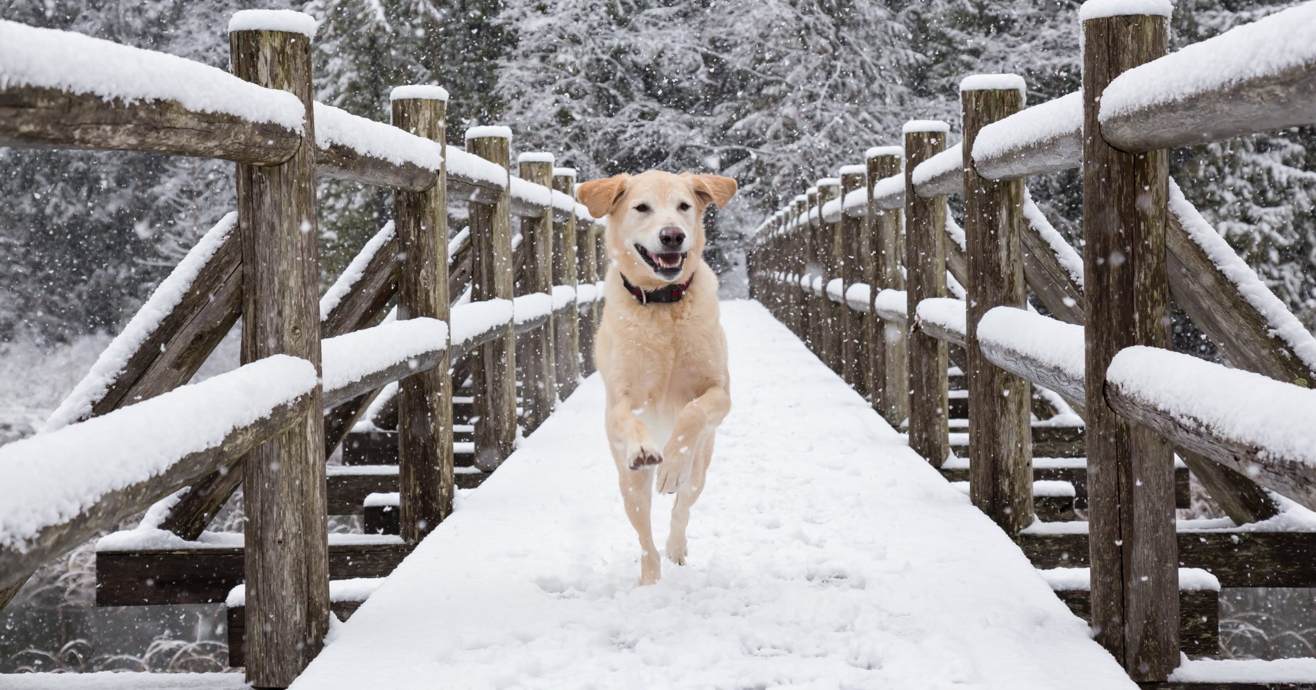 Dog Running Outside in Snow Graphic | Diamond Pet Foods