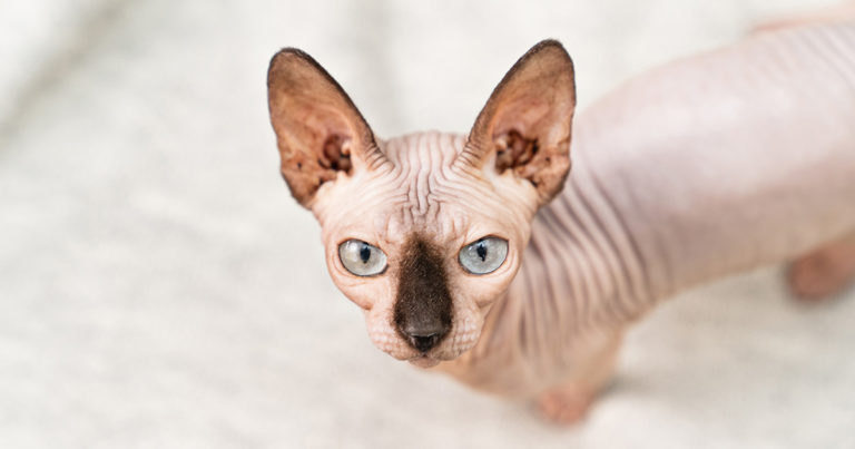 A hairless cat with gray eyes staring upward.